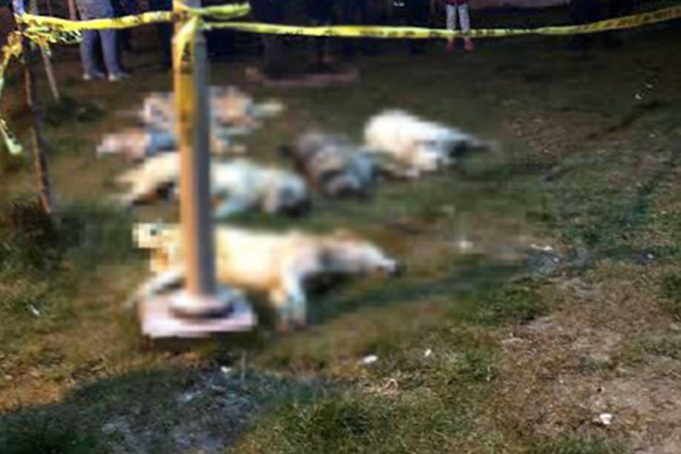 Ankara'da sokak köpeklerini öldürenlere 10'ar yıl hapis